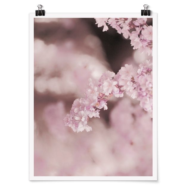 Poster fleurs Fleurs de cerisier dans une lumière violette
