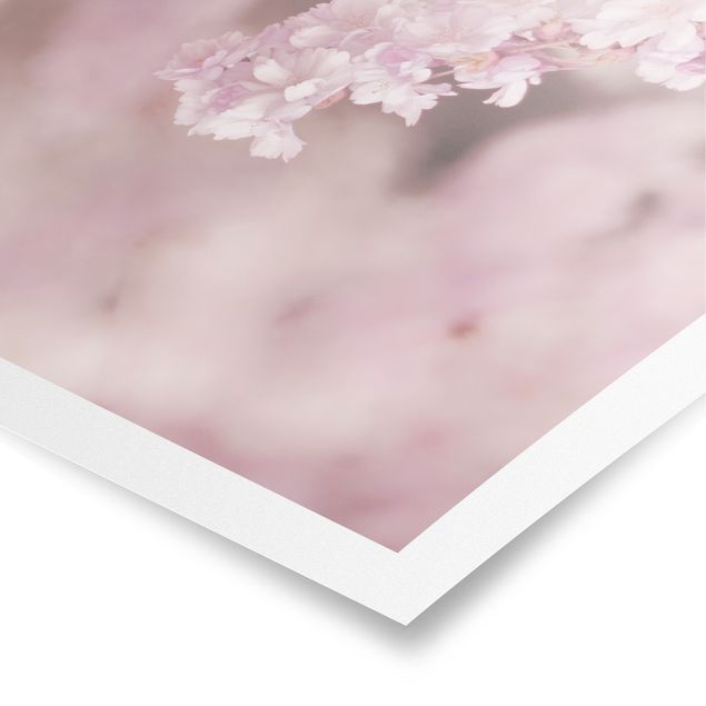 Tableaux marron Fleurs de cerisier dans une lumière violette