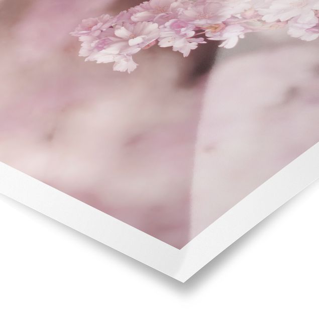 Tableaux Fleurs de cerisier dans une lumière violette