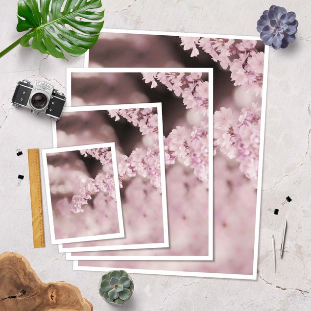 Poster - Cherry Blossoms In Purple Light