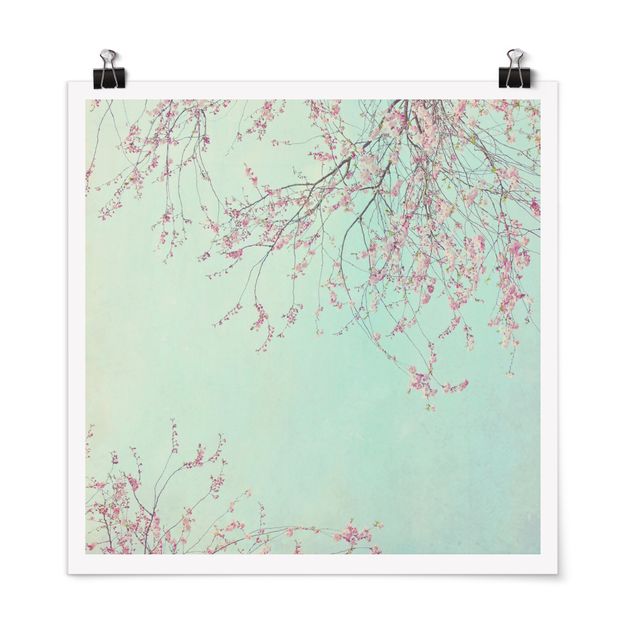 Posters fleurs Aspiration d'une fleur de cerisier