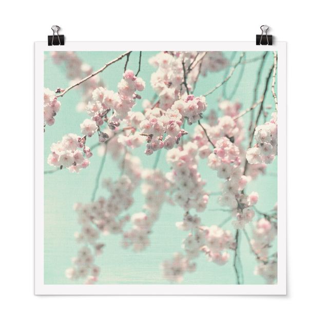 Poster fleurs Dancing Cherry Blossoms On Canvas