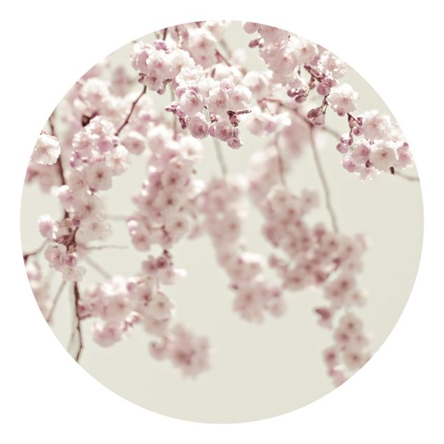 Papier peint rond autocollant - Dancing Cherry Blossoms
