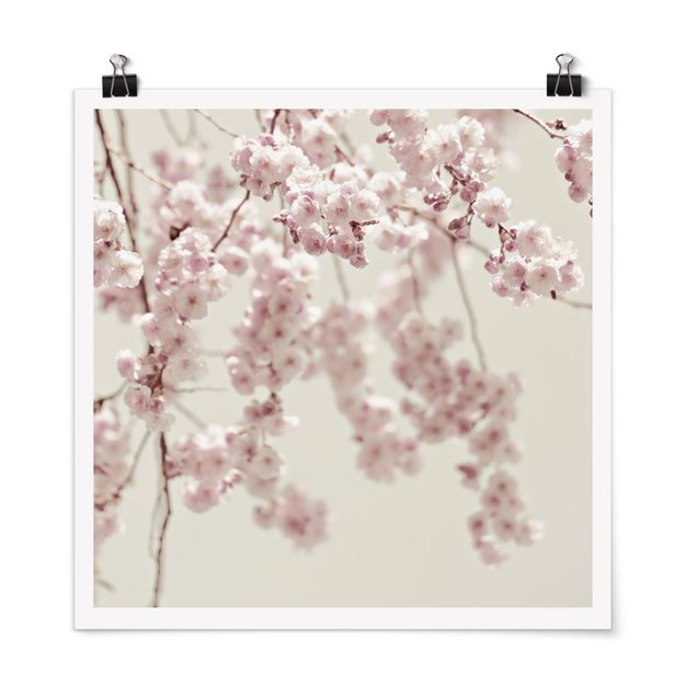 Poster fleurs Fleurs de cerisier dansantes