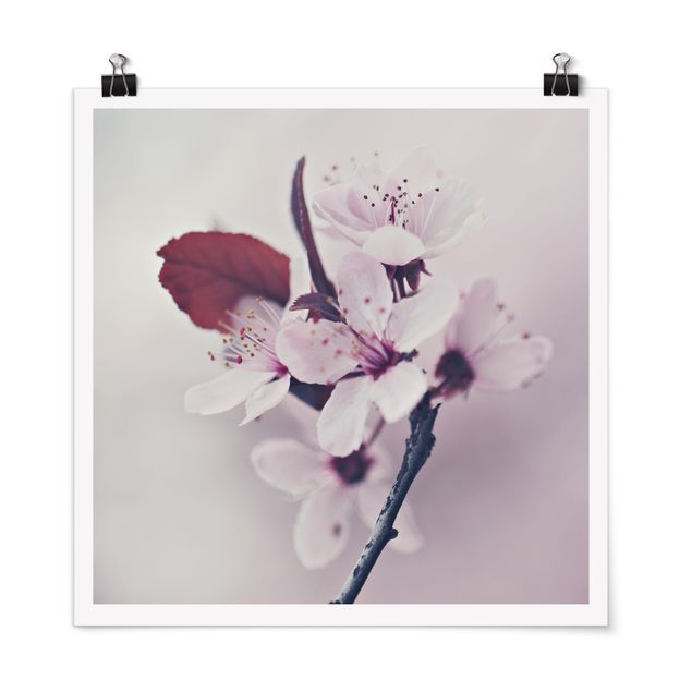 Posters fleurs Branche de fleurs de cerisier en rose antique