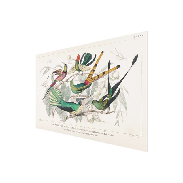 Tableau en verre - Hummingbird Diagram
