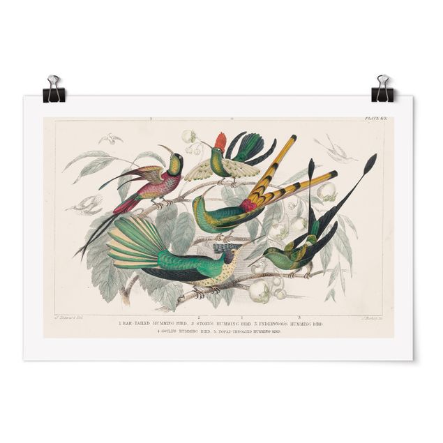 Tableau décoration Hummingbird Diagram