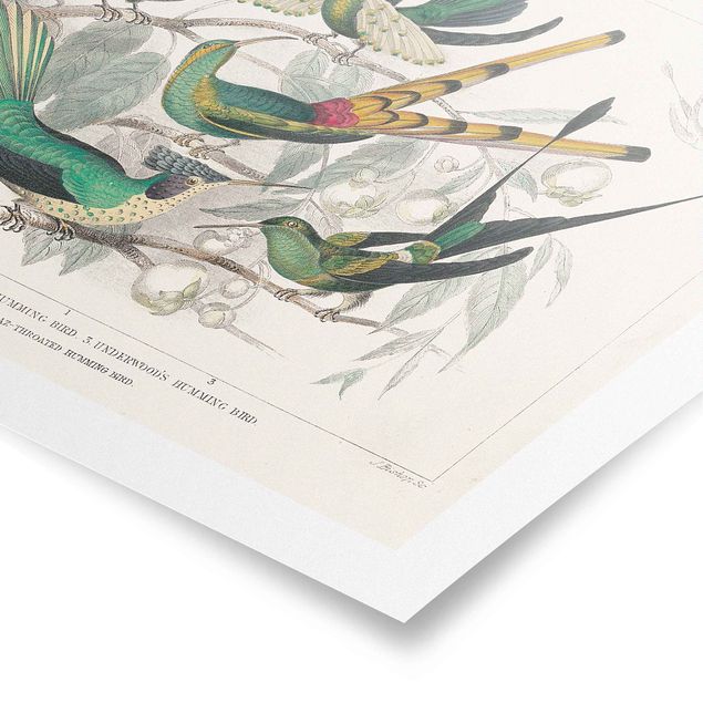 Posters muraux Hummingbird Diagram