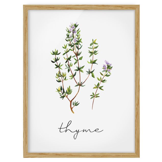 Tableaux fleurs Illustration d'herbes aromatiques Thym