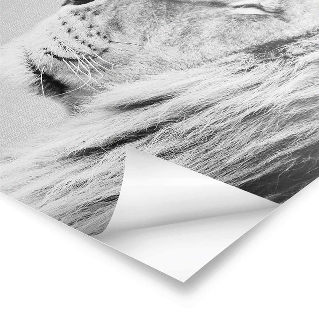 Tableaux muraux Lion Leopold Noir et Blanc