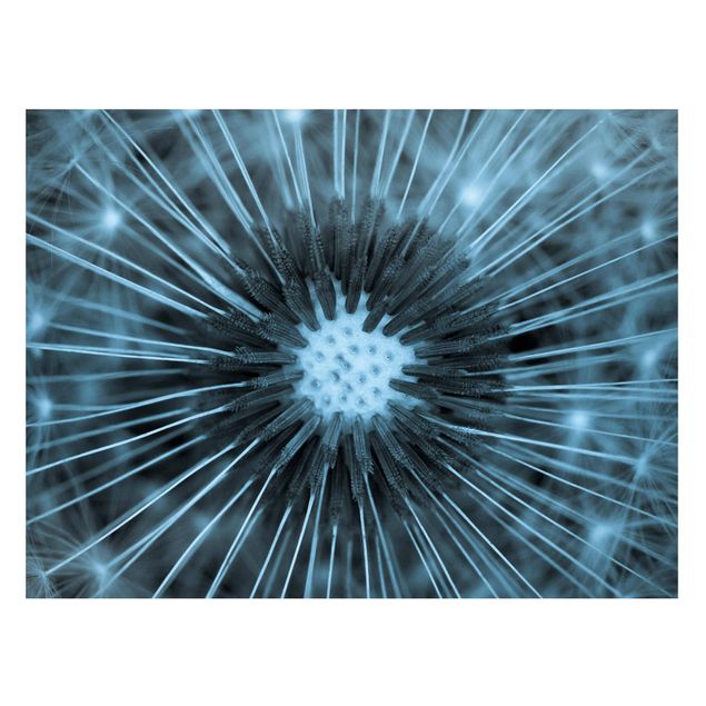 Tableaux magnétiques avec fleurs Pissenlit teinté de bleu
