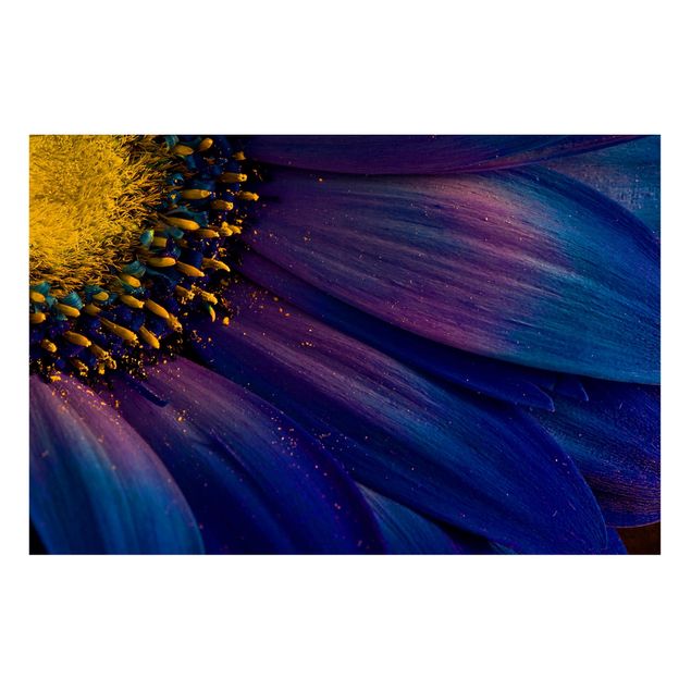 Tableaux magnétiques avec fleurs Gerbera bleu