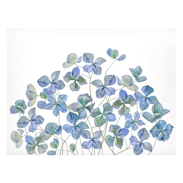 Tableaux magnétiques avec fleurs Fleurs d'hortensia bleues