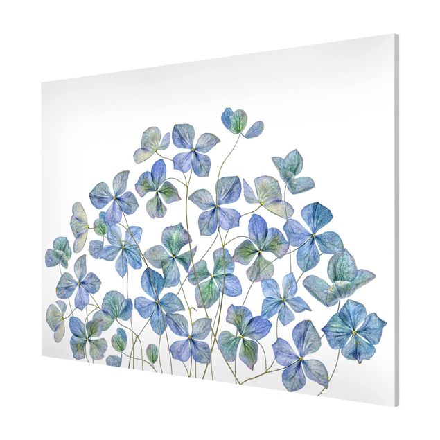 Tableau moderne Fleurs d'hortensia bleues