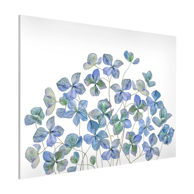 Déco murale cuisine Fleurs d'hortensia bleues