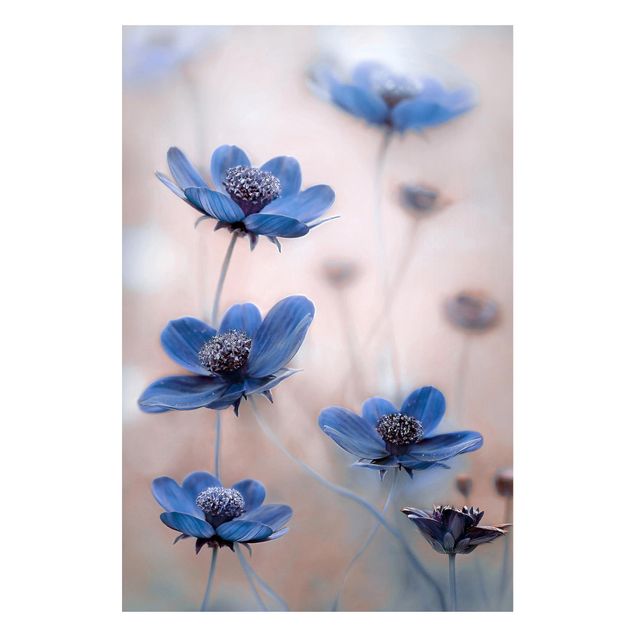 Tableaux magnétiques avec fleurs Cosmos bleu