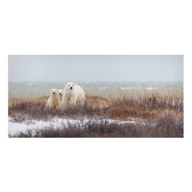 Tableaux ours Ours polaire et ses petits