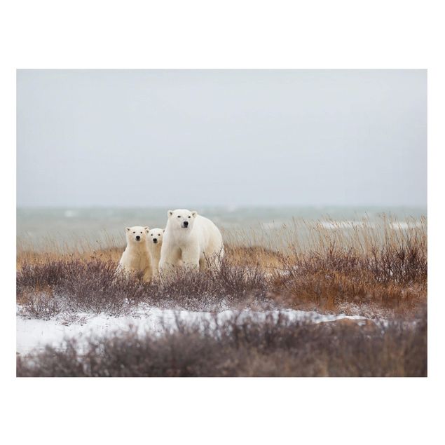 Tableaux ours Ours polaire et ses petits
