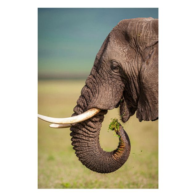 Tableaux éléphants Nourrir des éléphants en Afrique