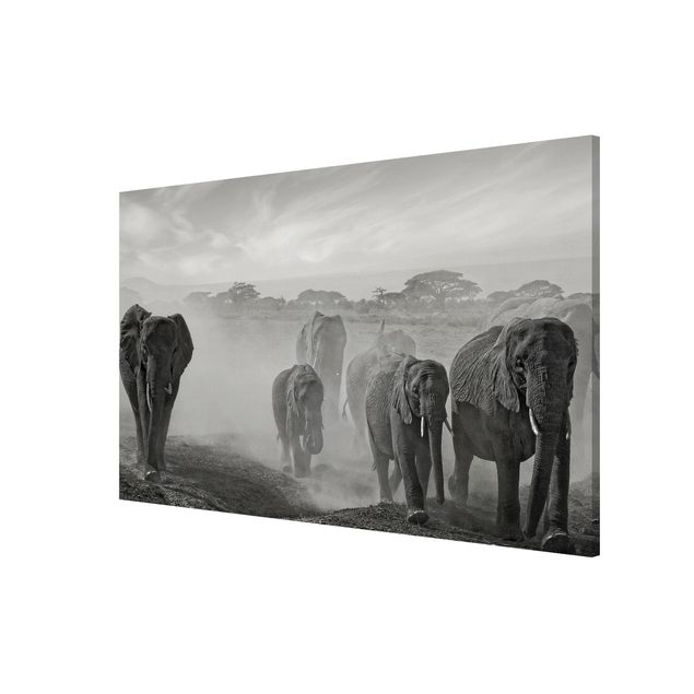 Tableaux éléphants Troupeau d'éléphants