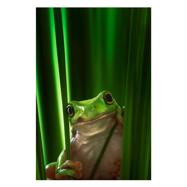 Tableau moderne Merry Frog