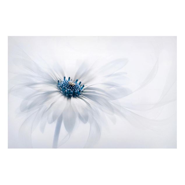 Tableaux magnétiques avec fleurs Marguerite en bleu
