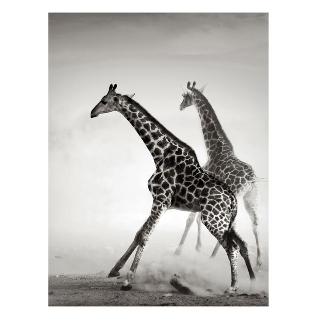Tableau girafes Girafes à la chasse