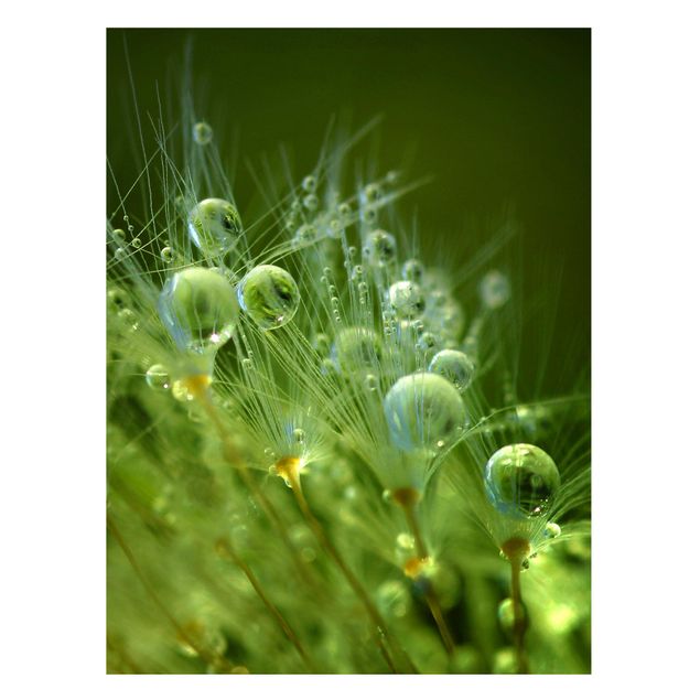 Tableaux magnétiques avec fleurs Graines vertes sous la pluie