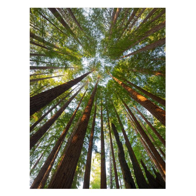 Tableaux paysage Têtes de Séquoia
