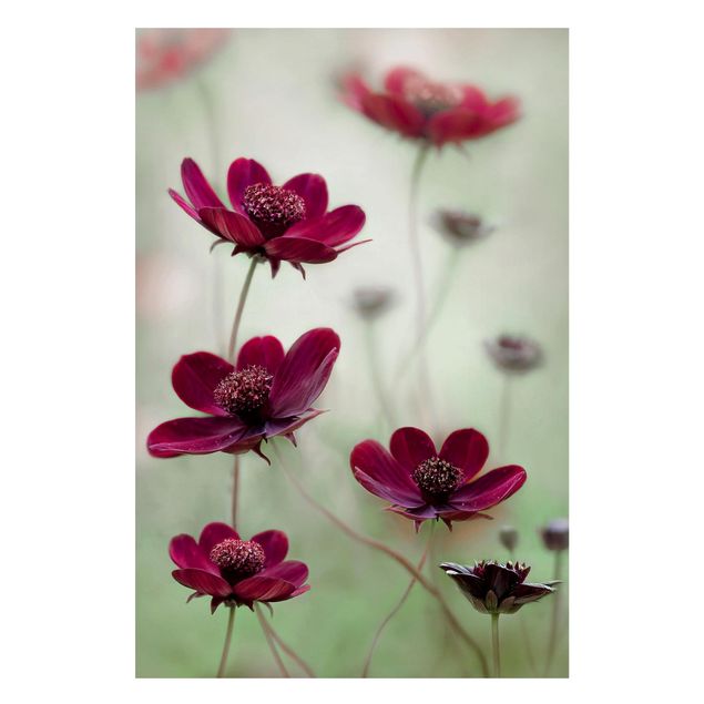 Tableaux magnétiques avec fleurs Cosmos en rose