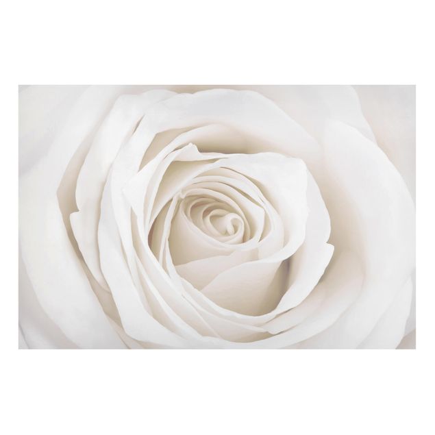 Tableaux magnétiques avec fleurs Jolie Rose Blanche