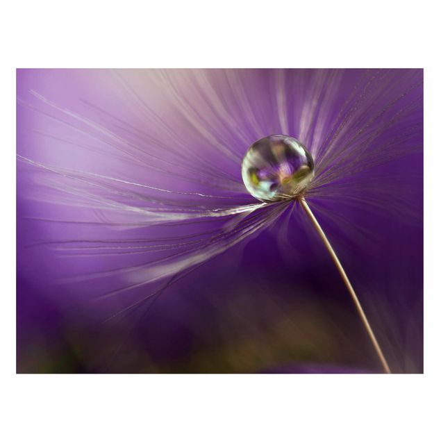Tableaux magnétiques avec fleurs Pissenlit en violet