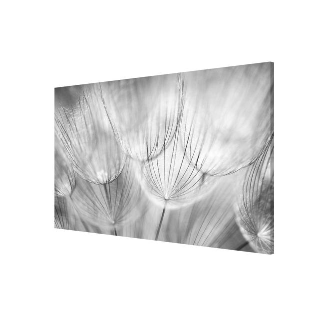 Tableaux moderne Pissenlits en macrophotographie en noir et blanc