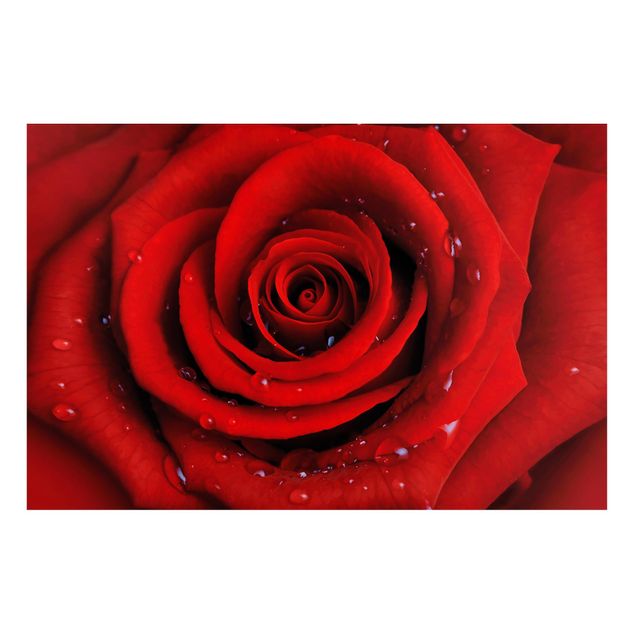 Tableaux magnétiques avec fleurs Rose rouge avec gouttes d'eau