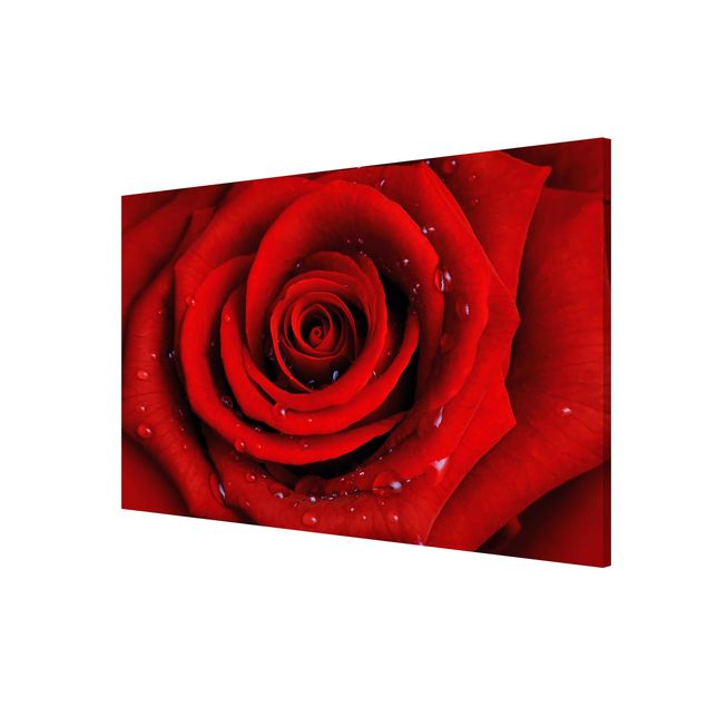 Tableaux modernes Rose rouge avec gouttes d'eau
