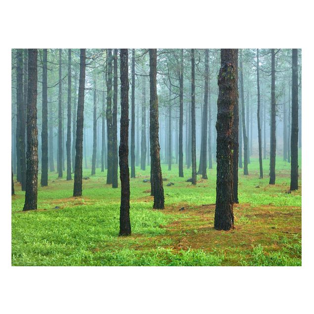 Tableaux paysage Forêt profonde avec des pins sur La Palma