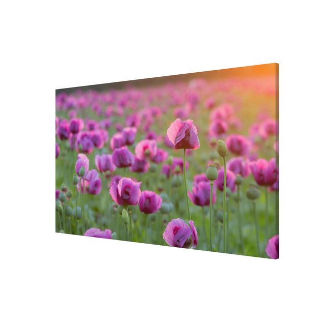 Tableaux magnétiques avec fleurs Prairie de coquelicots violets au printemps