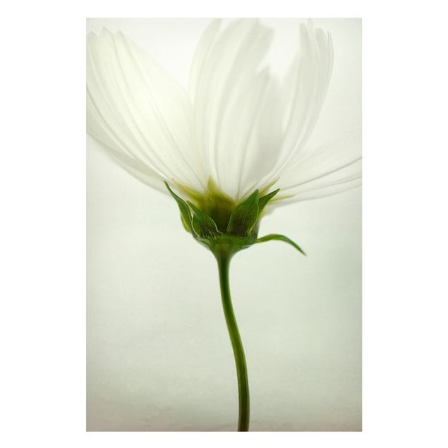 Tableaux magnétiques avec fleurs Cosmos blanc
