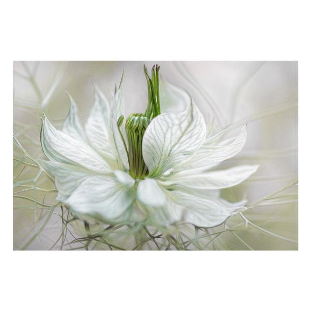 Tableaux magnétiques avec fleurs White Nigella
