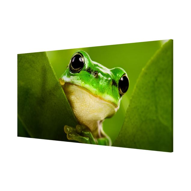 Tableau magnétique animaux Frog