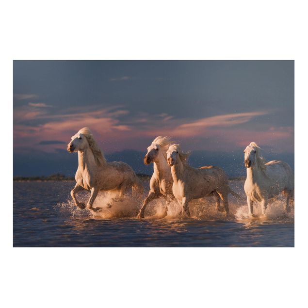 Tableau cheval Chevaux sauvages à Kamargue