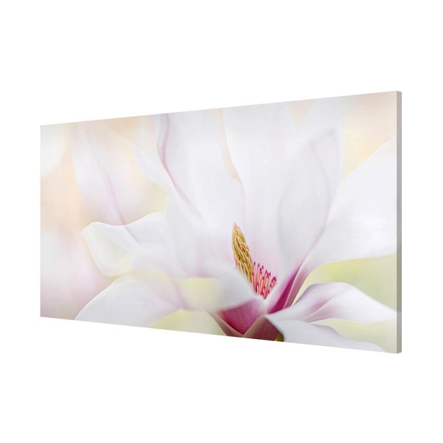 Tableaux moderne Délicate fleur de magnolia
