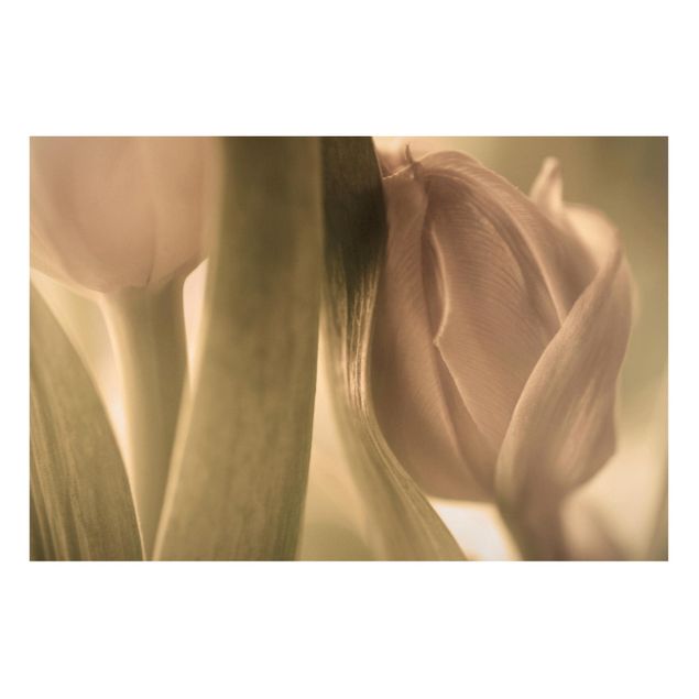 Tableaux magnétiques avec fleurs Tulipe Délicate