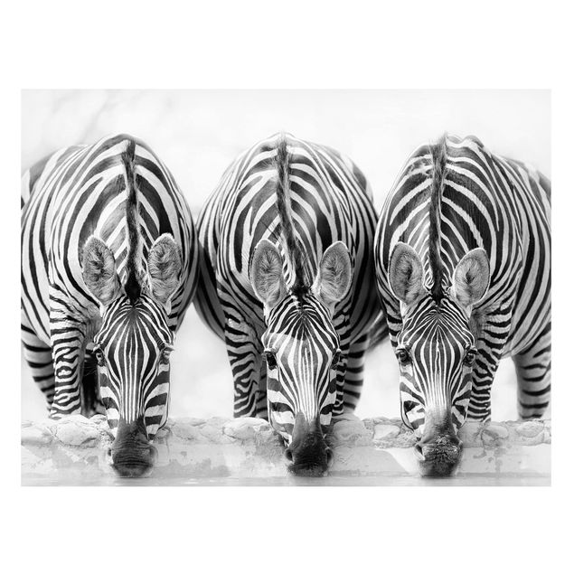 Tableau de zèbre Trio de zèbres en noir et blanc