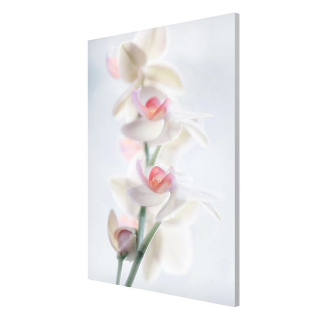 Tableaux magnétiques avec fleurs Orchidée délicate