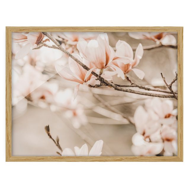 Affiches encadrées paysage Rameau de magnolia style vintage