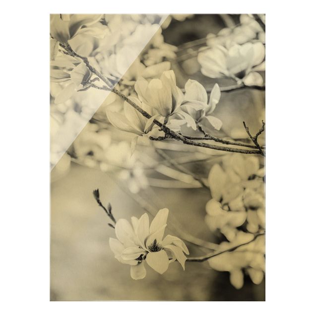 Tableaux noir et blanc Rameau de magnolia style vintage II