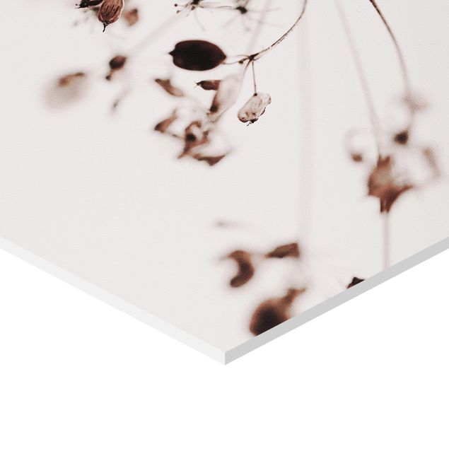 Hexagone en forex - Macro Image Dried Flowers In Shadow