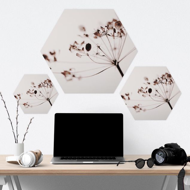 Hexagone en forex - Macro Image Dried Flowers In Shadow
