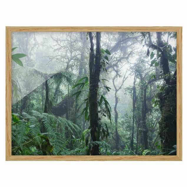 Tableaux encadrés paysage Forêt de nuages de Monteverde
